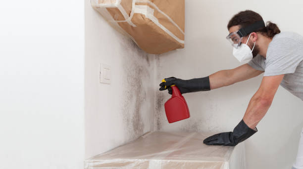 Professional Basement Mold Remediation technician working in Cedar Knolls, NJ